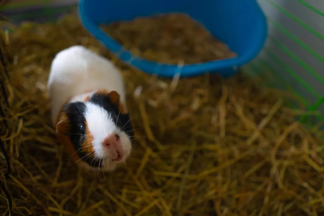 Close-up of a charming guinea pig in its indoor cage with straw and a blue pet house.