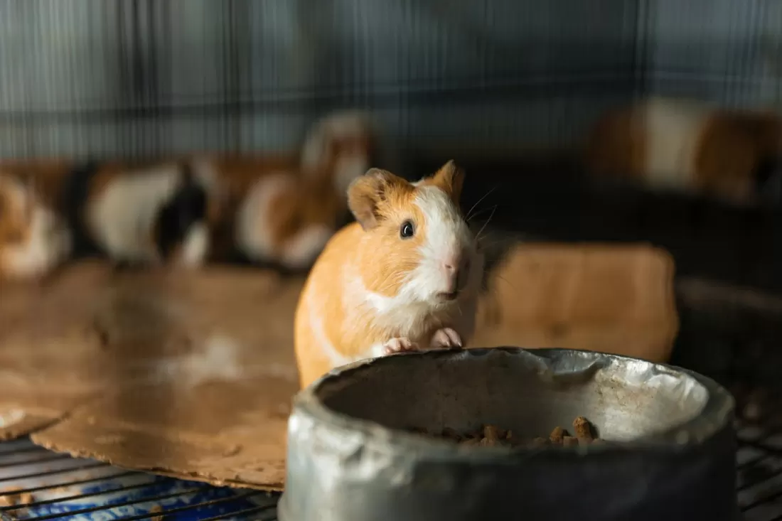 Adorable guinea pig peeking over a food bowl inside a cage. Perfect for pet care themes.