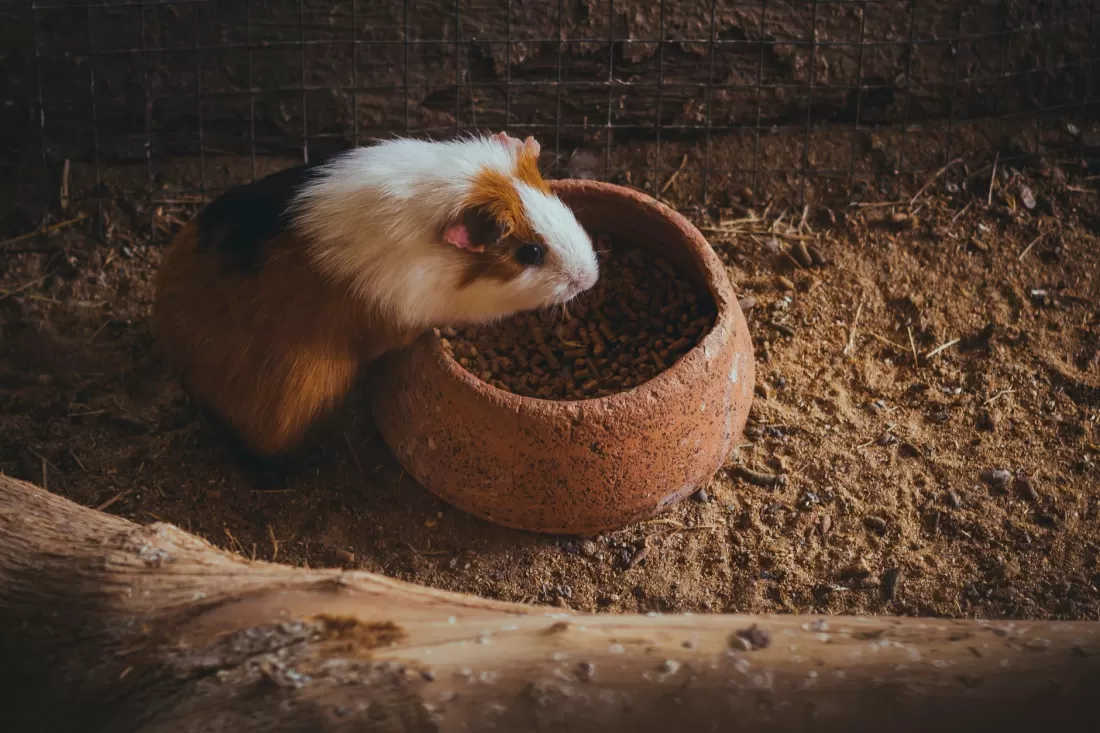 Cute guinea pig munching on food in a rustic setting, perfect for pet lovers.