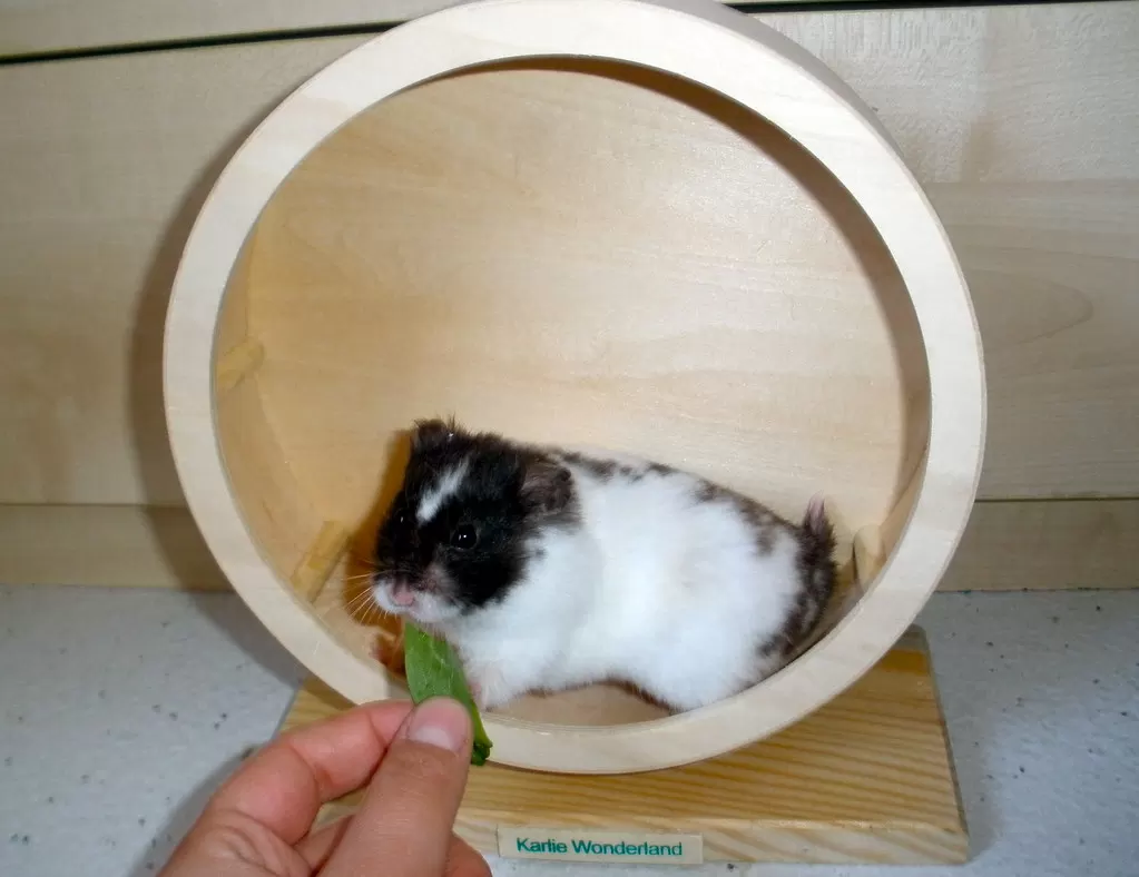 Single hamster inside a solid wooden exercise wheel