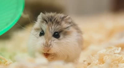 Fluffy hamster beside a solid exercise wheel on safe bedding
