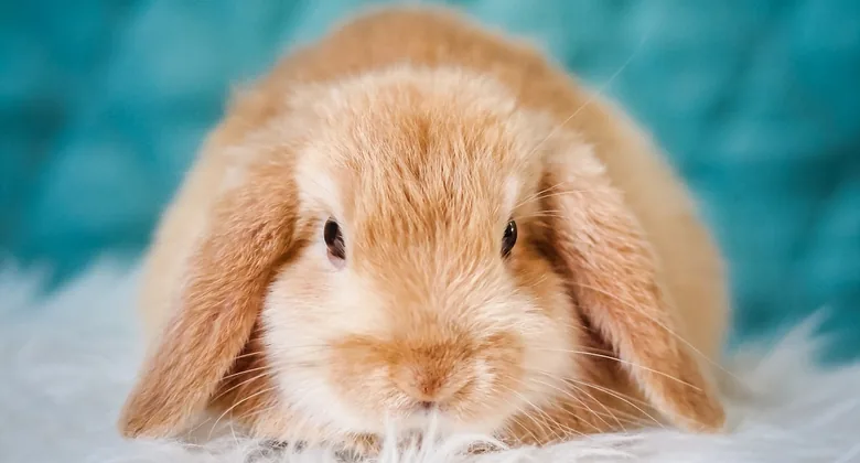 Real lop rabbit resting indoors for a rabbit hay feeder guide