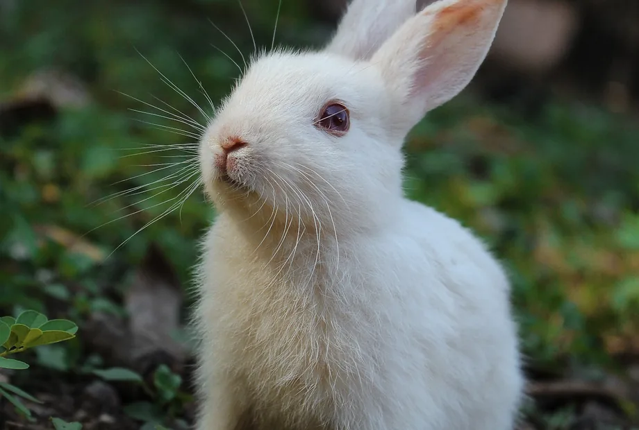 Real white rabbit in a natural setting for a hay feeder buying guide