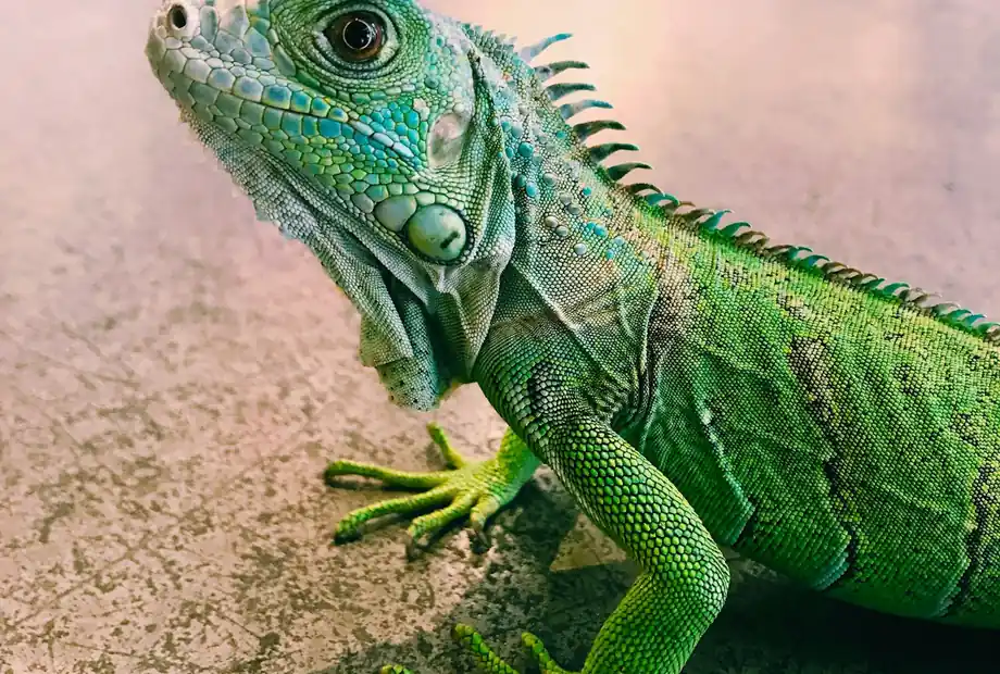A green iguana resting on a warm rock surface