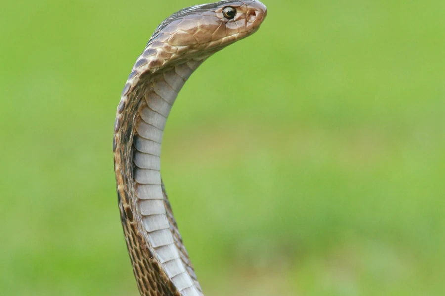 A snake showing why reptile heating should match the species