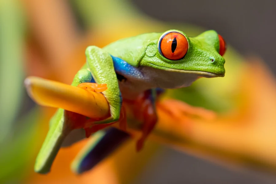 A red-eyed tree frog in a humid habitat